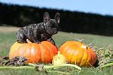 BOULEDOGUE FRANCAIS 133